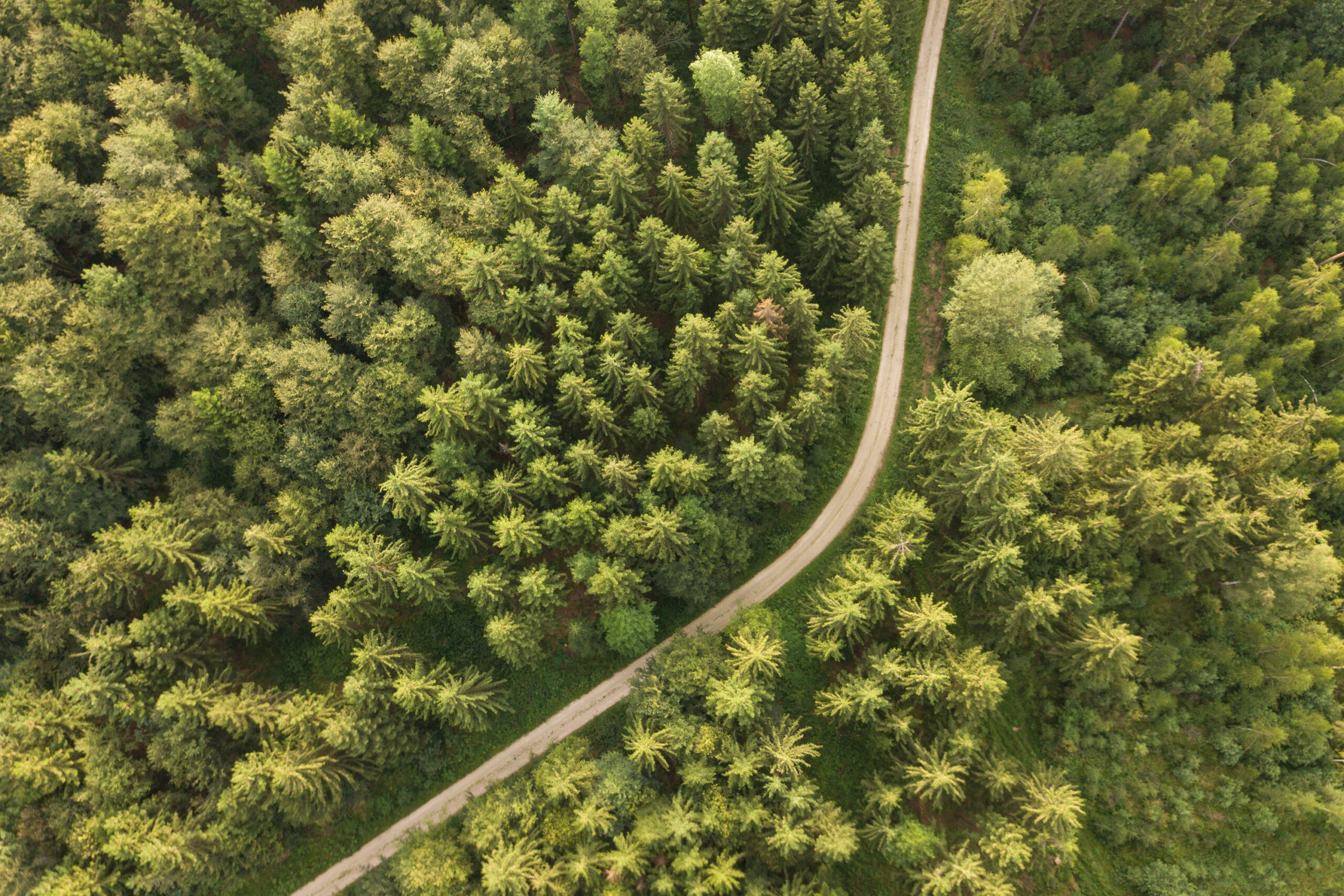 Vue aérienne d’une forêt illustrant l’investissement en groupement forestier