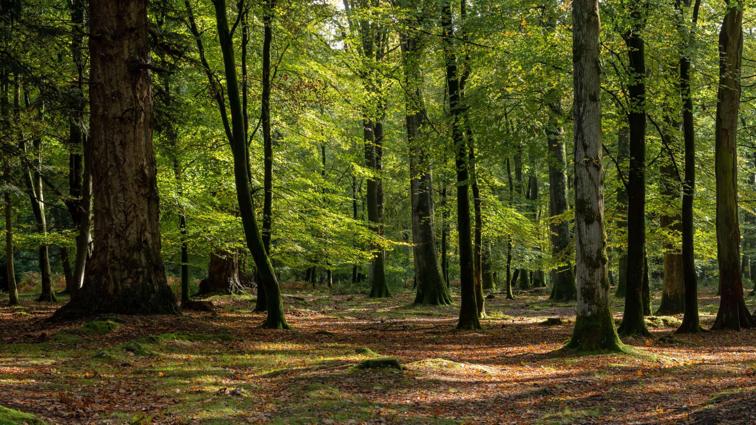 Forêt illustrant les risques et inconvénients d’un investissement en groupement forestier.
