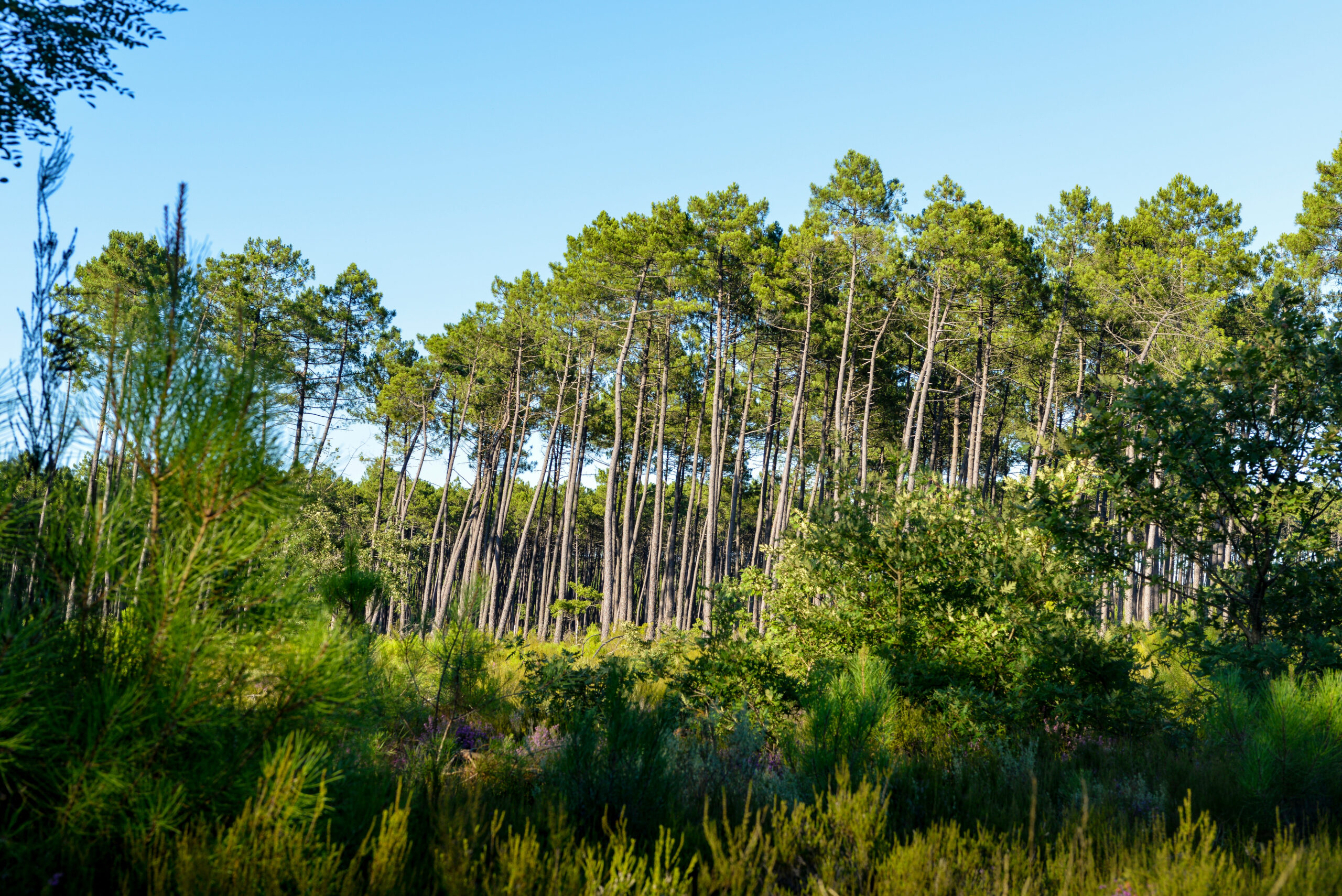 Forêt illustrant un groupement forestier d’investissement
